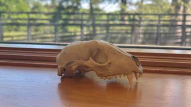 image of a small mammal skull