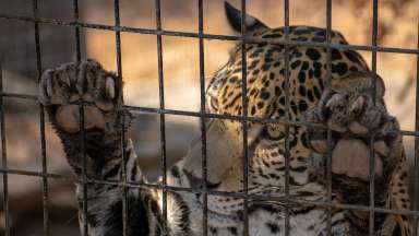 stock photo of a cheetah in a cage