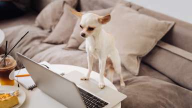 Chihuahua with front legs standing on a computer looking at the screen