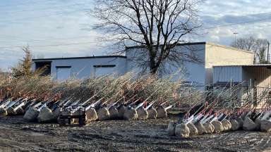 an image of trees in a stockyard ready to be planted