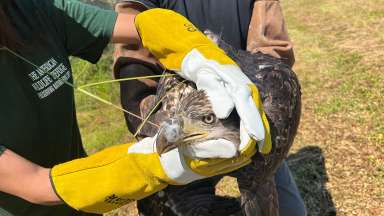 Close up of young bald eagle being held by rescue workers
