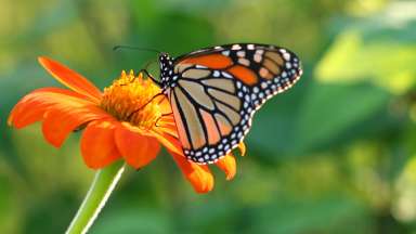a butterfly sitting on a flower