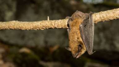 an image of a bat handing from a tree