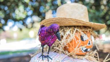 a glittery purple fake crow sitting on the shoulder of a scarecrow