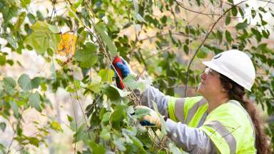 a person clipping invasive vines out of tree