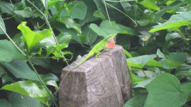 An anole displaying its throat flap, or dewlap.
