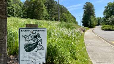 an image of a monarch waystation sign and area