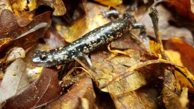 an image of a salamander on leaves