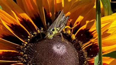 a grasshopper on a sunflower