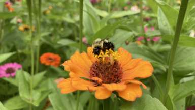 Bee on a zinnia flower