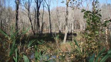 an image of wetlands at Kyle drive