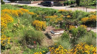 Rain garden near homes