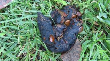 an image of coyote scat full of persimmon seeds