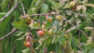 Ripening persimmon berries on tree branch