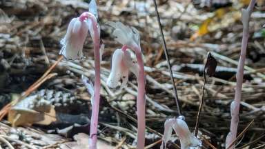 Pink “rosea” form of ghost pipe