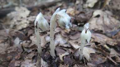 Ghost pipe emerging from the ground