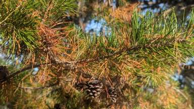 Pine needles in a tree