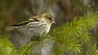 a multi-colored bird sitting on a pine branch