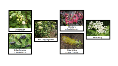Buffer Builder Bag Plants
