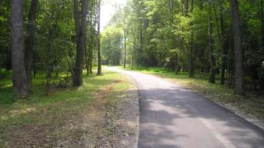 paved trail in the woods