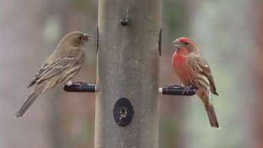 A pair of House Finches visit a thistle feeder during the winter.