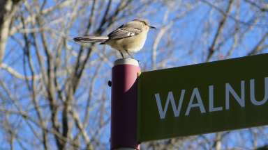 Northern Mockingbird with feathers slightly fluffed to help insulate its body while sitting on a trail sign