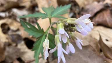 a flower among fallen leaves