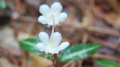 white flowers