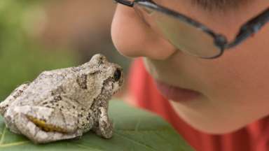 a frog on a leaf with a kid looking at it