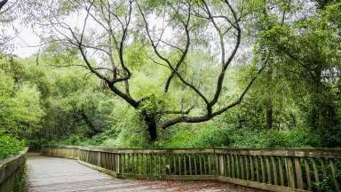 an image of a boardwalk with trees surrounding it