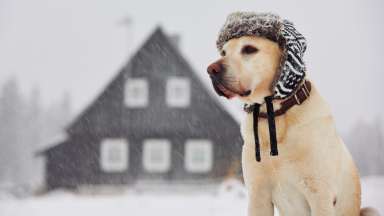 A dog in snow wearing a hat