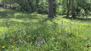 natural grass