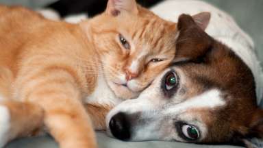 a tabby cat and dog