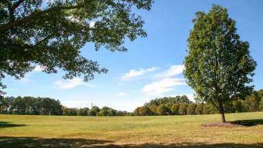 Green landscape