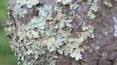 Example of foliose lichen.
