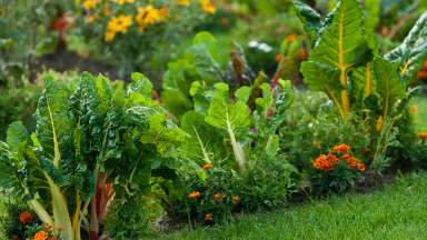 an image of edible landscaping