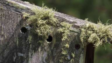 Example of fruticose lichen.