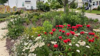 blooming flowers at Pender mini park