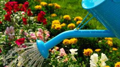 Person watering flower garden