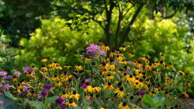 gold and purple flowers at Fred Fletcher Park