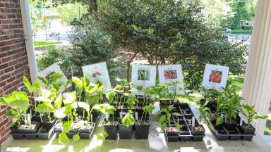 a variety of plants labeled for sale