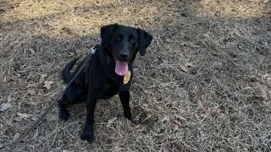 Peppers, a black lab dog who is a member of the police K9 group looks at the camera with his tongue hanging out