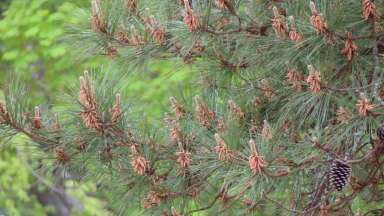 When male cones have expelled all of their pollen, they turn dry and shrivel and fall off the tree.