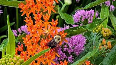 Bee with blooming flowers