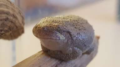 an image of an old frog