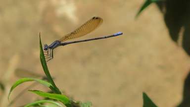 a blue thin dragon fly