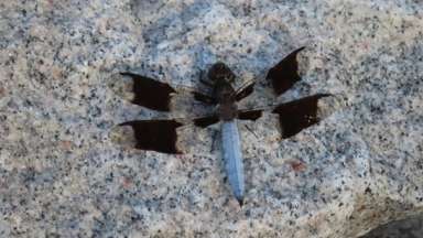 a singular dragon fly