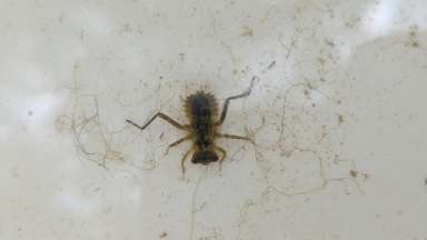 aquatic nymph bug