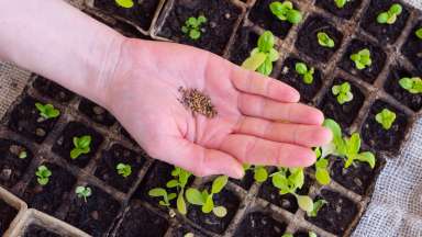 a hand holding seeds