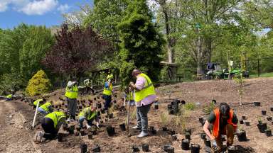 a group of volunteers planting trees